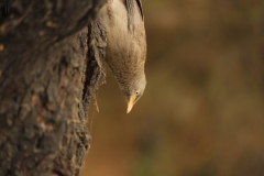 Jungle babbler