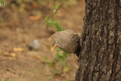 Jungle babbler