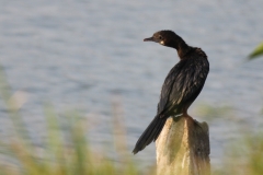 Cormorant