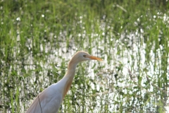Cattle Egret