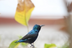 Purple Sunbird