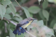 Purple Sunbird