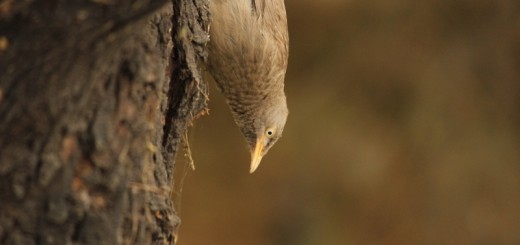 Jungle-babbler