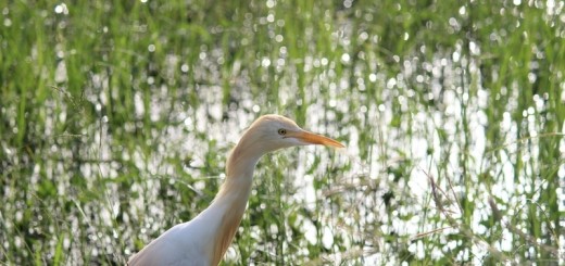 Cattle-Egret