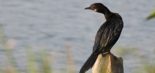 Cormorant