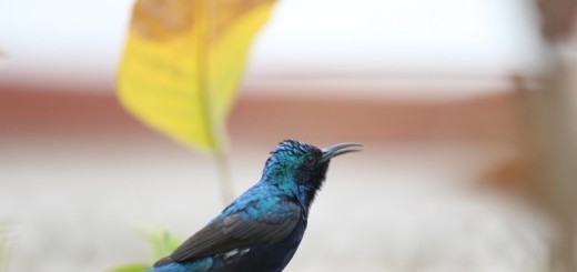 Purple-Sunbird